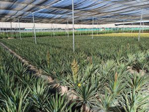 Palmboom - Yucca Gloriosa Variegata