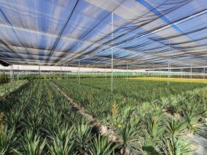 Palmboom - Yucca Gloriosa Variegata