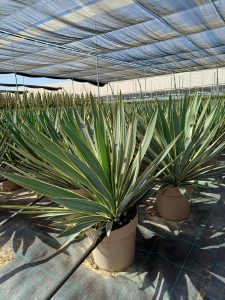 Palmboom - Yucca Gloriosa Variegata