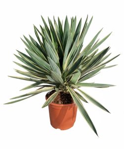 Palmboom - Yucca Gloriosa Variegata