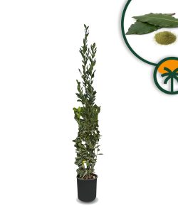 Laurier struik - Laurus Nobilis - 160 cm
