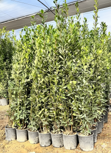 Laurier struik - Laurus Nobilis - 160 cm