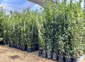 Laurier struik - Laurus Nobilis - 160 cm