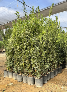 Laurier struik - Laurus Nobilis - 160 cm