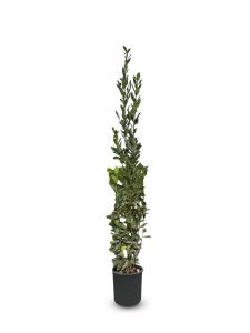 Laurier struik - Laurus Nobilis - 160 cm