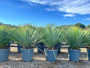 Palmboom - Yucca Rostrata Blue Blue