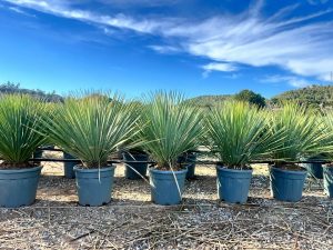 Palmboom - Yucca Rostrata Blue Blue