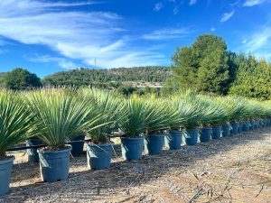 Palmboom - Yucca Rostrata Blue Blue
