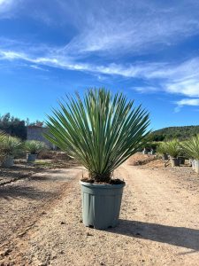 Palmboom - Yucca Rostrata Blue Blue