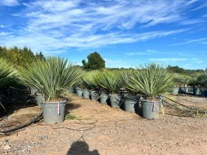 Palmboom - Yucca Rostrata Blue Blue