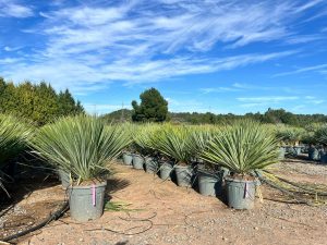 Palmboom - Yucca Rostrata Blue Blue
