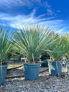 Palmboom - Yucca Rostrata Blue Blue