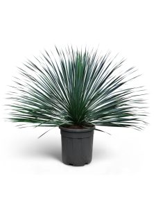 Palmboom - Yucca Rostrata Blue Blue
