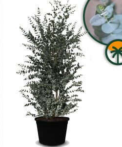Eucalyptus Gunnii - hoogte 200 cm