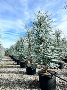 Eucalyptus Gunnii - hoogte 200 cm