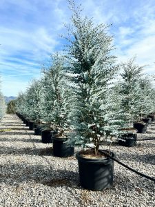 Eucalyptus Gunnii - hoogte 200 cm