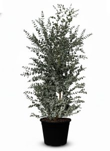 Eucalyptus Gunnii - hoogte 200 cm