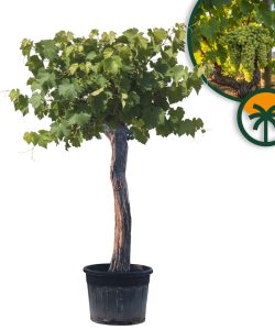 Druivenboom op stam - Vitis vinifera XXL - 220 cm