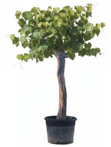 Druivenboom op stam - Vitis vinifera XXL - 220 cm