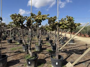 Druivenboom op stam - Vitis Vinifera - 200 cm
