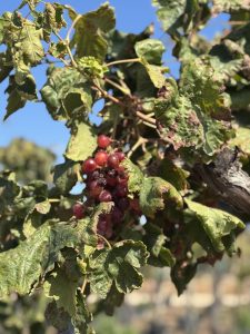 Druivenboom op stam - Vitis Vinifera - 200 cm