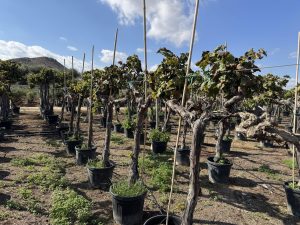 Druivenboom op stam - Vitis Vinifera - 200 cm