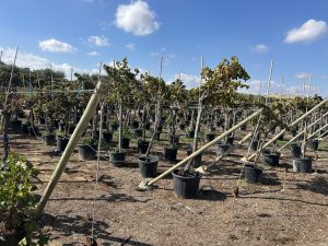 Druivenboom op stam - Vitis Vinifera - 200 cm
