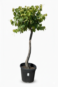 Druivenboom op stam - Vitis Vinifera - 200 cm