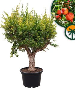 Granaatappelboom XXXL - Punica Granatum - 220-240 cm