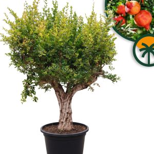 Granaatappelboom XXXL - Punica Granatum - 220-240 cm