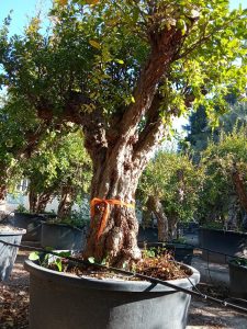 Granaatappelboom XXXL - Punica Granatum - 220-240 cm