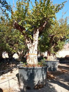 Granaatappelboom XXXL - Punica Granatum - 220-240 cm