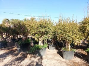 Granaatappelboom XXXL - Punica Granatum - 220-240 cm