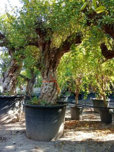 Granaatappelboom XXXL - Punica Granatum - 220-240 cm