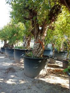 Granaatappelboom XXXL - Punica Granatum - 220-240 cm