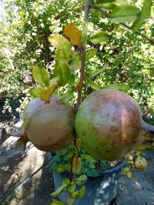 Granaatappelboom XXXL - Punica Granatum - 220-240 cm