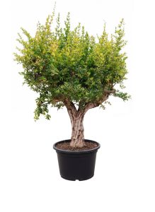 Granaatappelboom XXXL - Punica Granatum - 220-240 cm