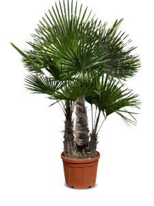Palmboom - Trachycarpus Fortunei Multistam