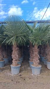 Palmboom - Trachycarpus Fortunei 50-60 cm