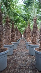 Palmboom - Trachycarpus Fortunei 50-60 cm