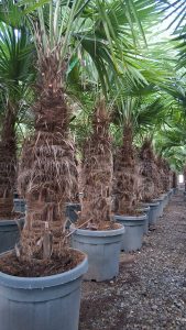 Palmboom - Trachycarpus Fortunei 50-60 cm