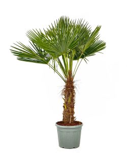 Palmboom - Trachycarpus Fortunei 50-60 cm