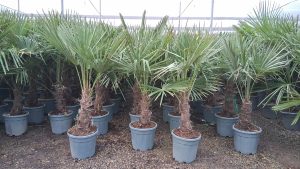 Palmboom - Trachycarpus Fortunei 20-30 cm