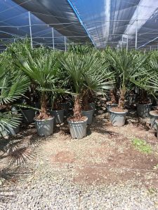 Palmboom - Trachycarpus Fortunei 20-30 cm