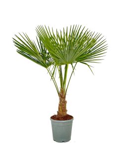 Palmboom - Trachycarpus Fortunei 20-30 cm