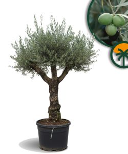 Olijfboom - Vertakte Olea Europaea -  Bonsai - 80 jaar oude boom