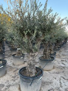 Olijfboom - Vertakte Olea Europaea -  Bonsai - 80 jaar oude boom