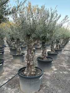 Olijfboom - Vertakte Olea Europaea -  Bonsai - 80 jaar oude boom
