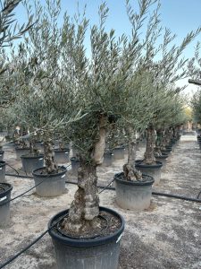 Olijfboom - Vertakte Olea Europaea -  Bonsai - 80 jaar oude boom