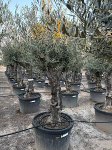 Olijfboom - Vertakte Olea Europaea -  Bonsai - 80 jaar oude boom